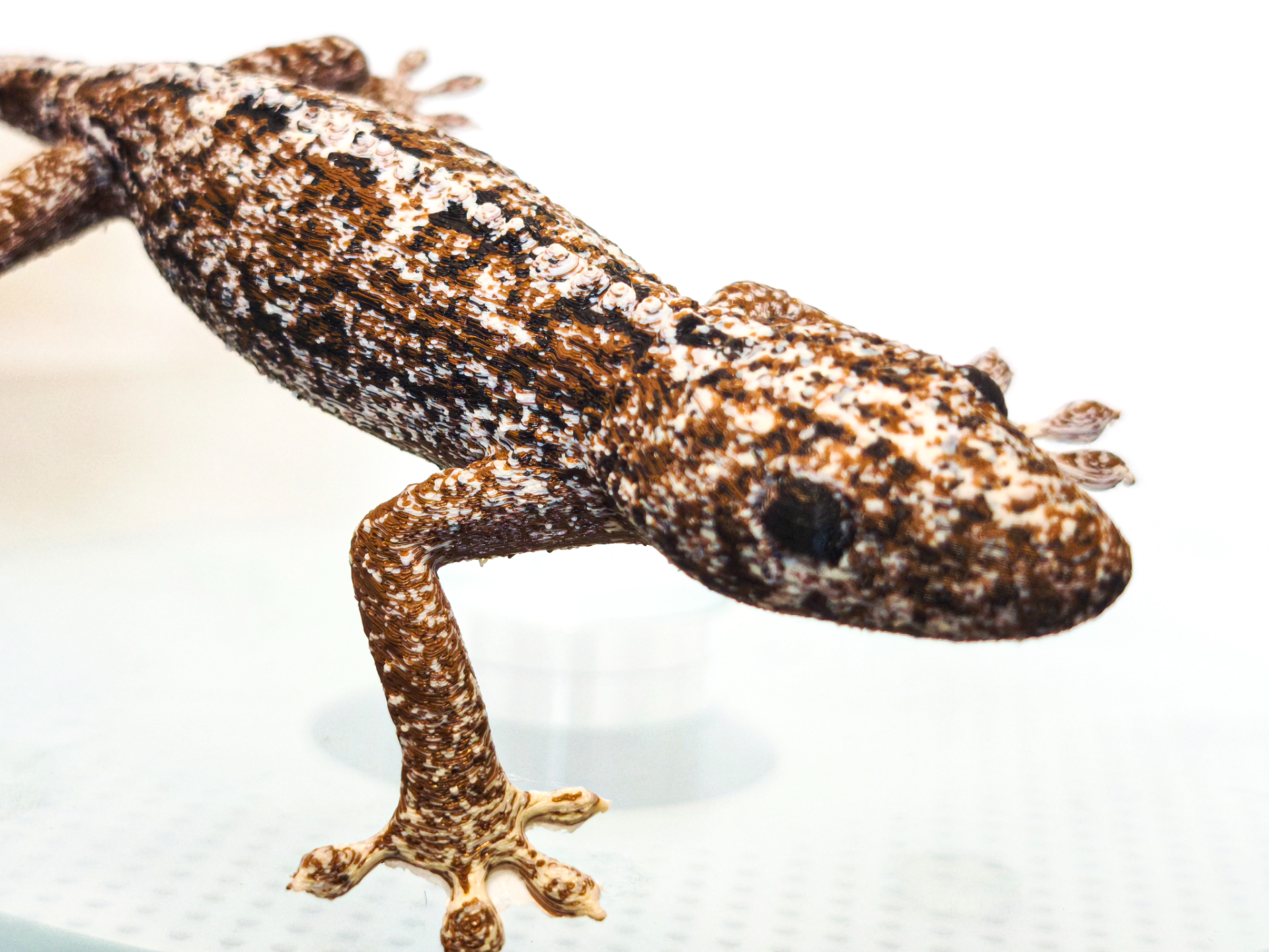 Realistic Gecko 