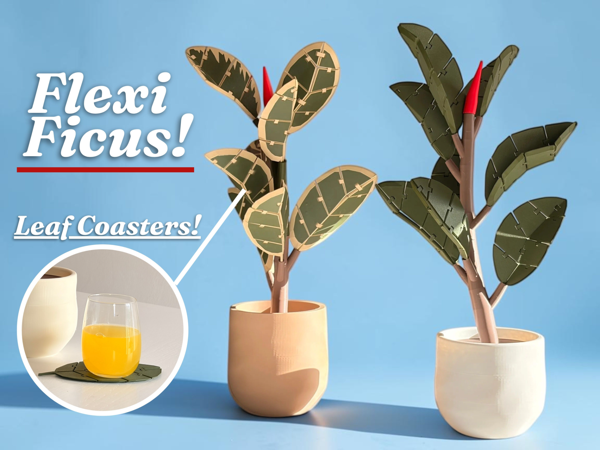 Flexi Ficus – Rubber Plant with Leaf Coasters