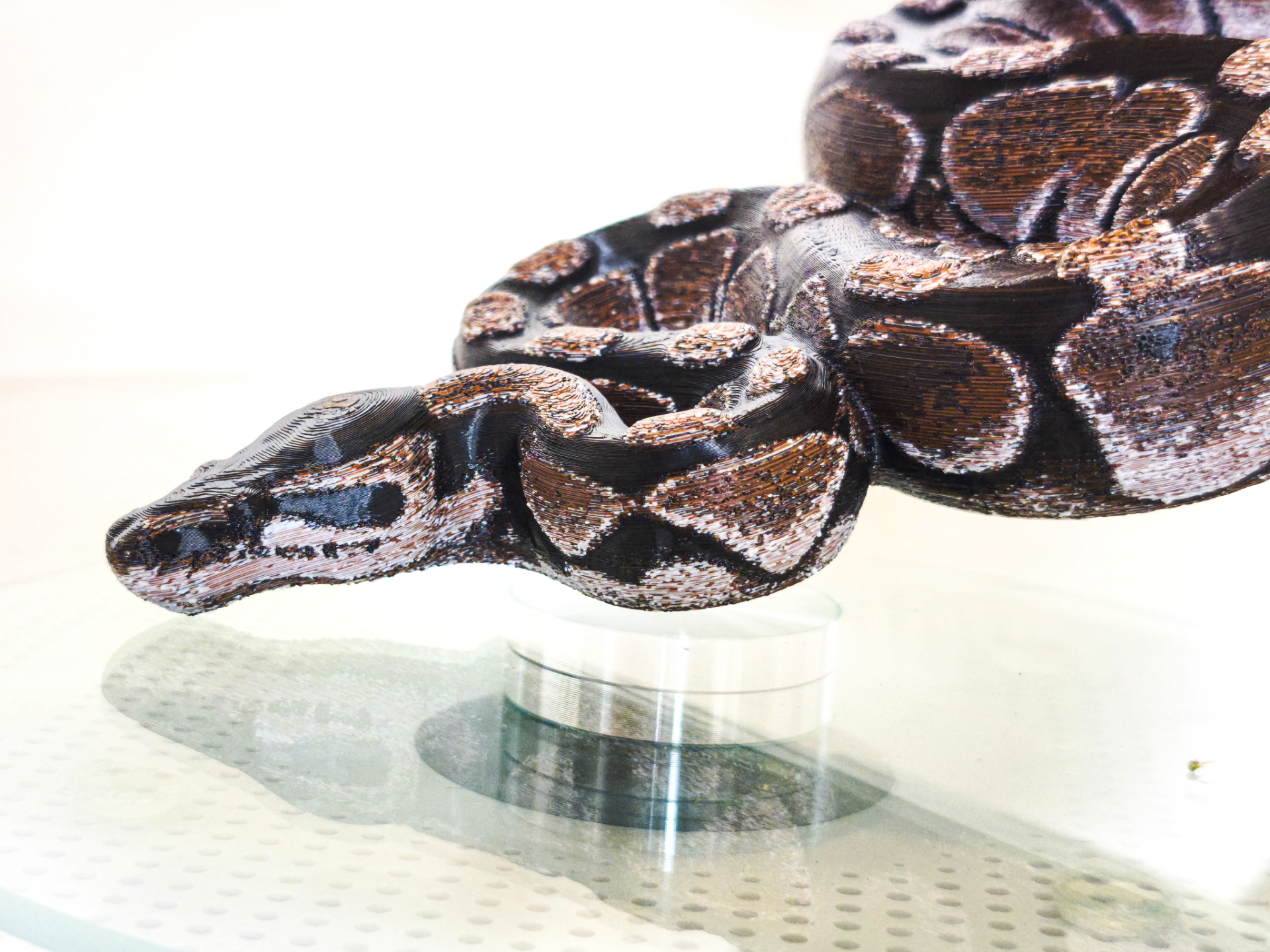 Realistic Ball Python 4filament 31 color shades