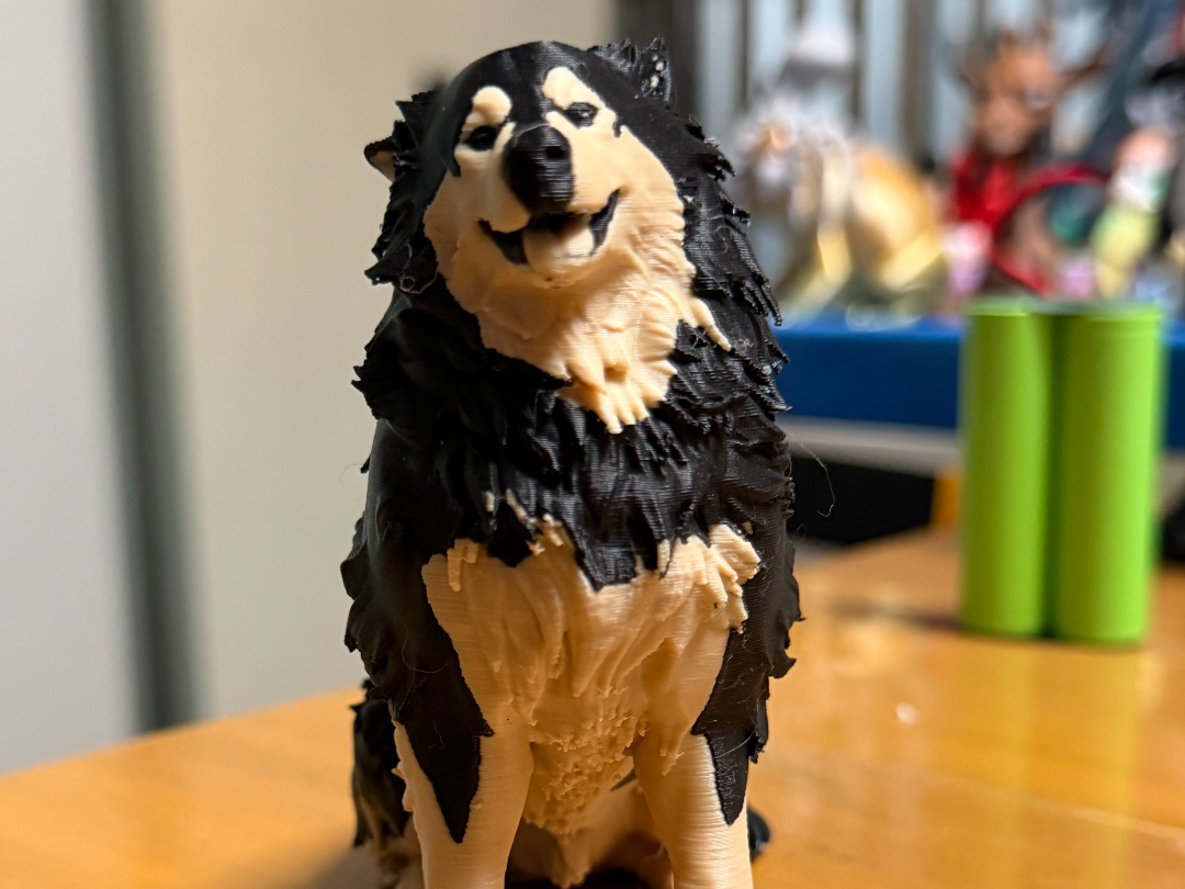 Alaskan Malamute (KZP)