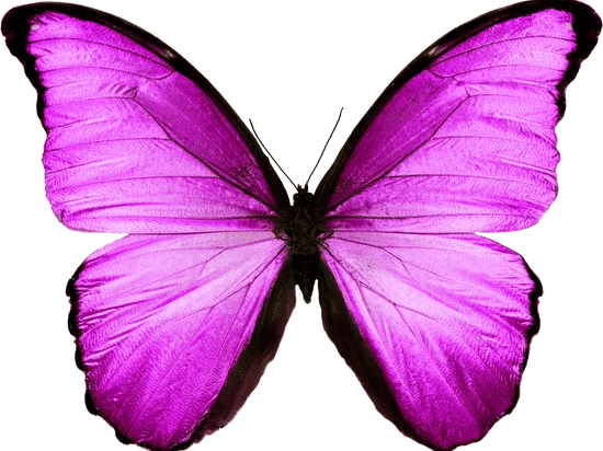 flexi keychain butterfly