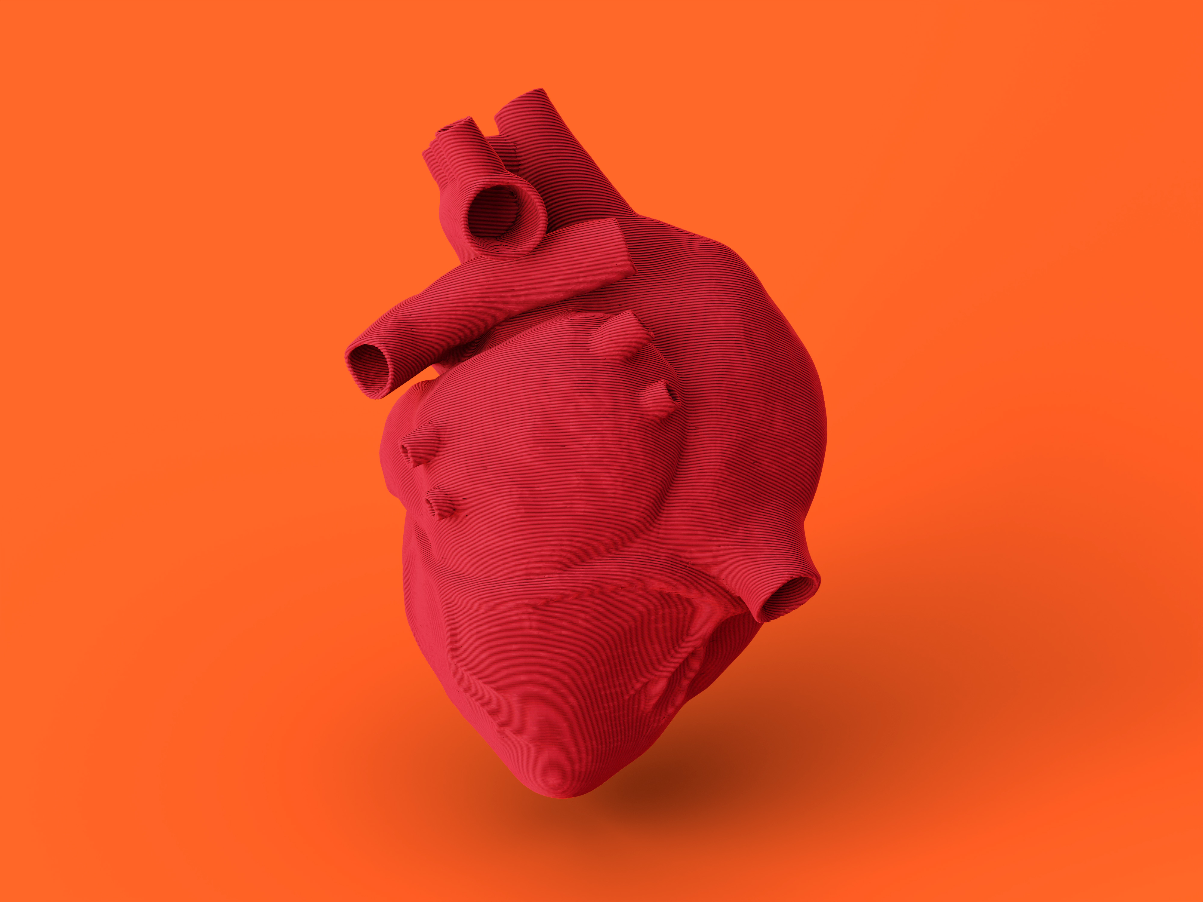 Anatomical Heart (Solid Body)