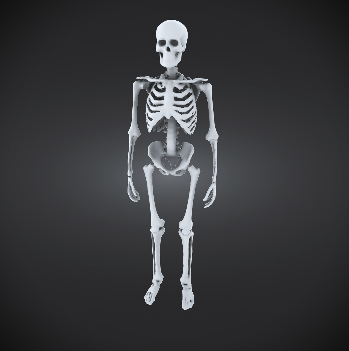 HUMAN SKELETON FIGURE HALLOWEEN