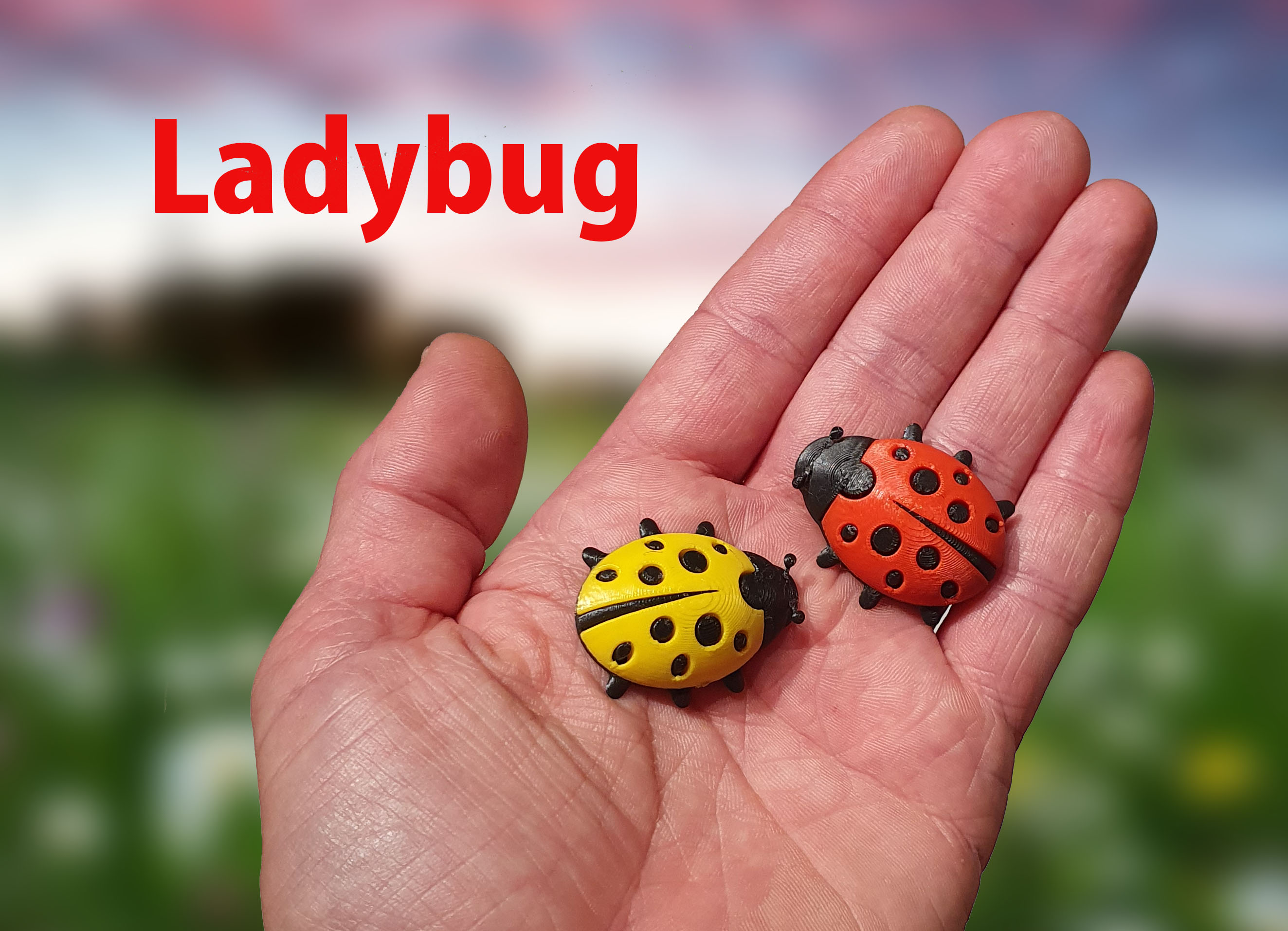 Ladybug / BeruΕ‘ka