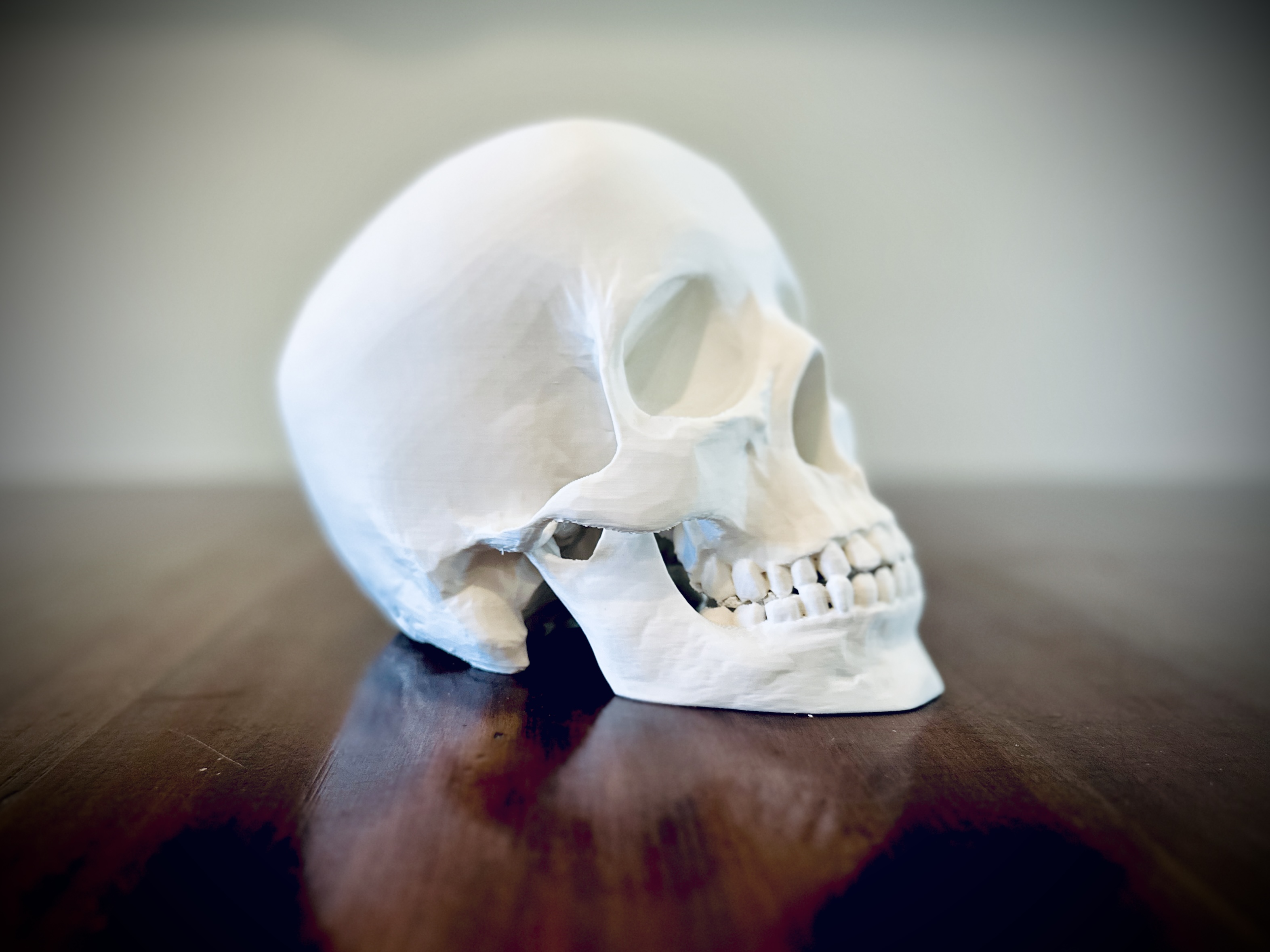 Human Skull