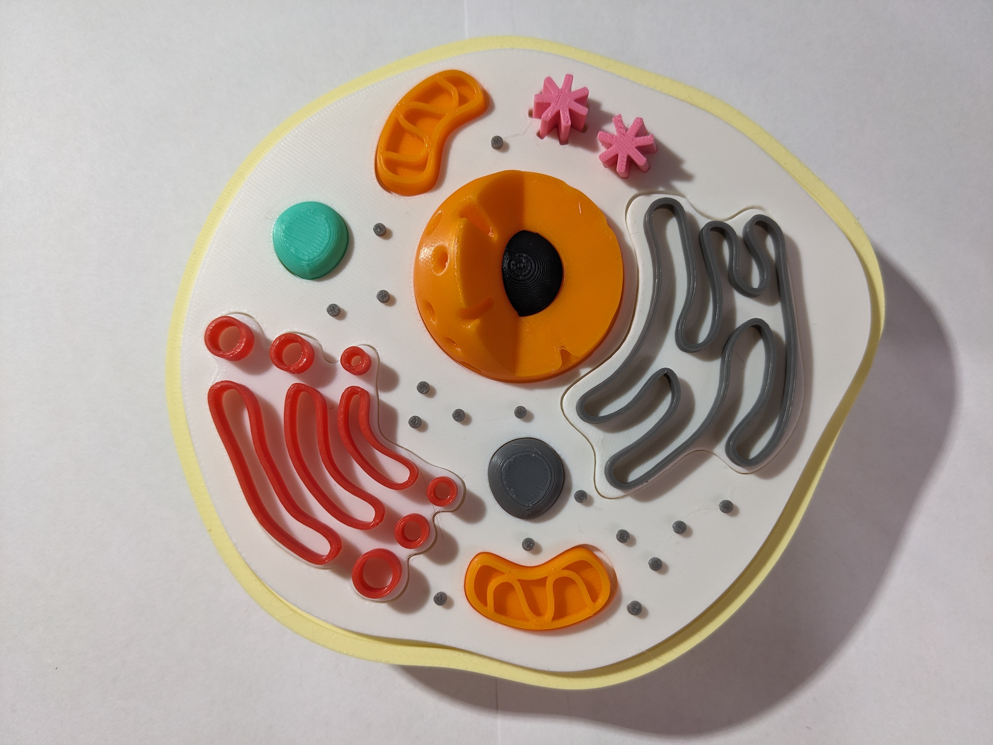 Animal cell model