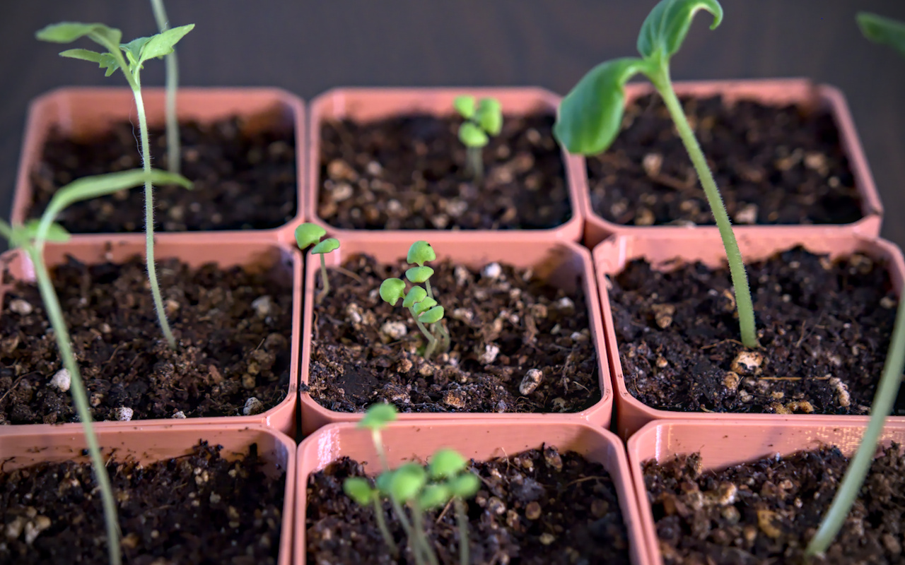 Parametric Seed Starter