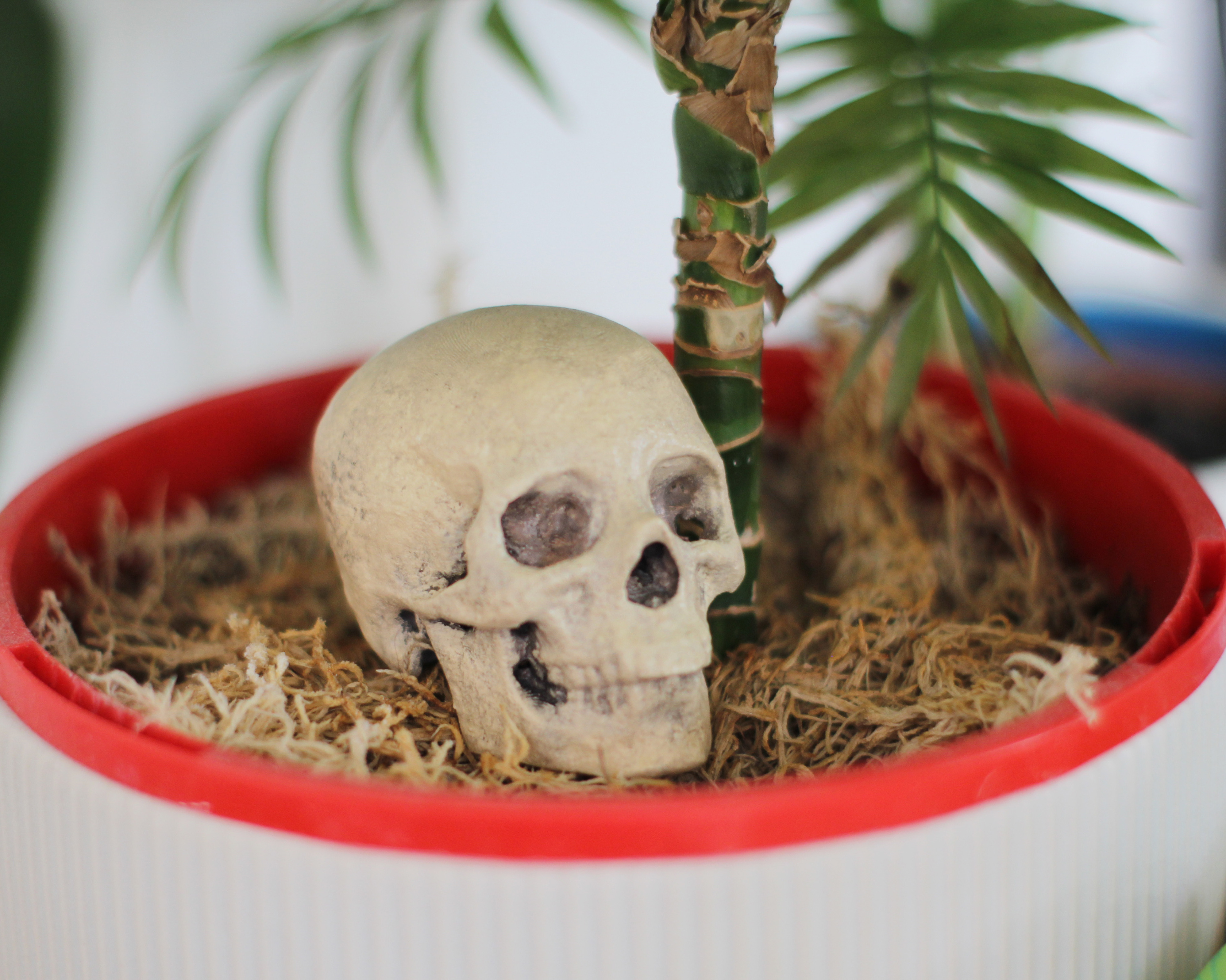 Skull Scan