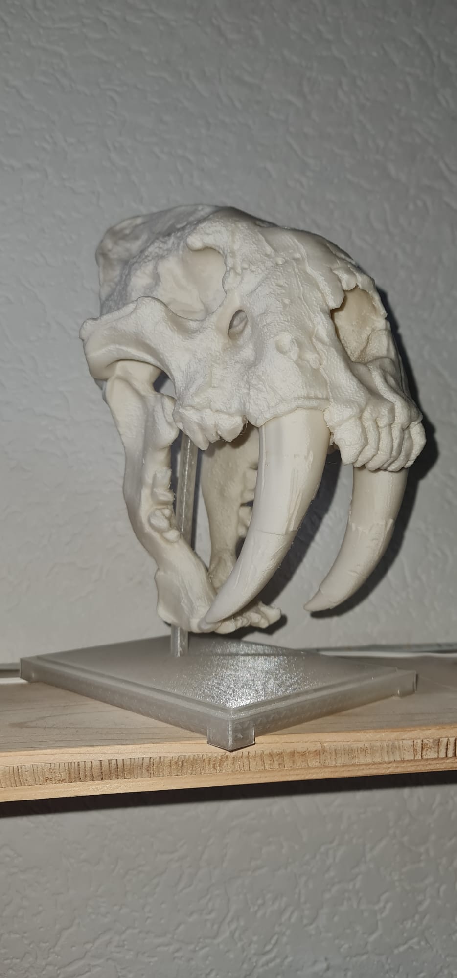 Saber-Toothed Cat Skull
