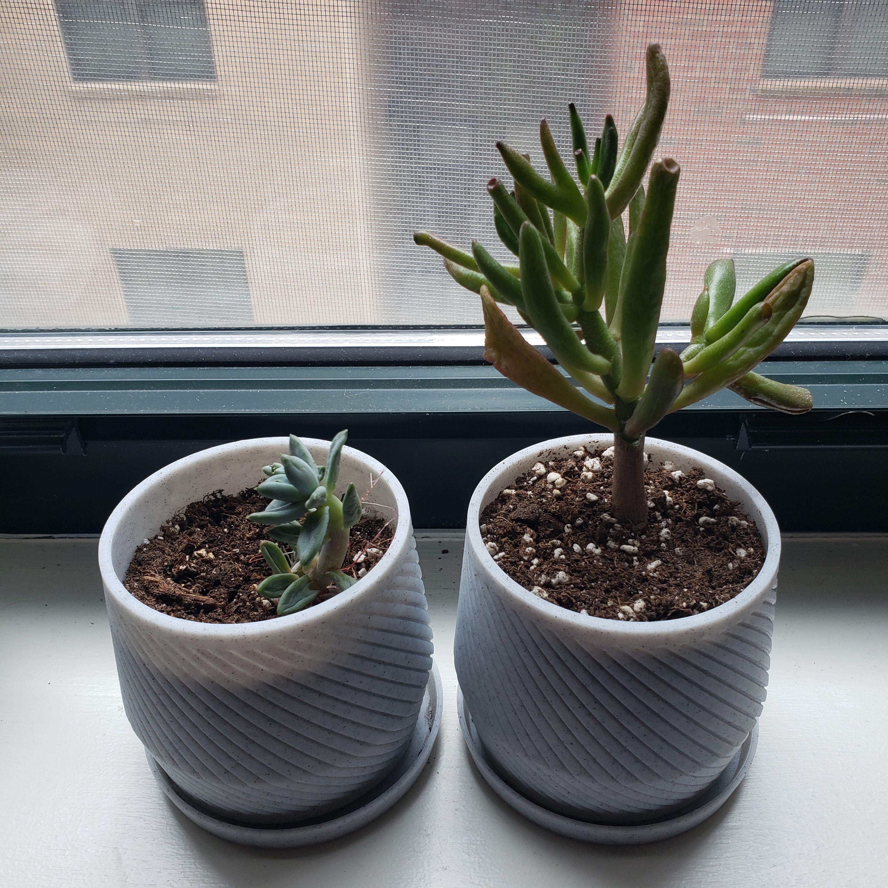 Succulent Planter