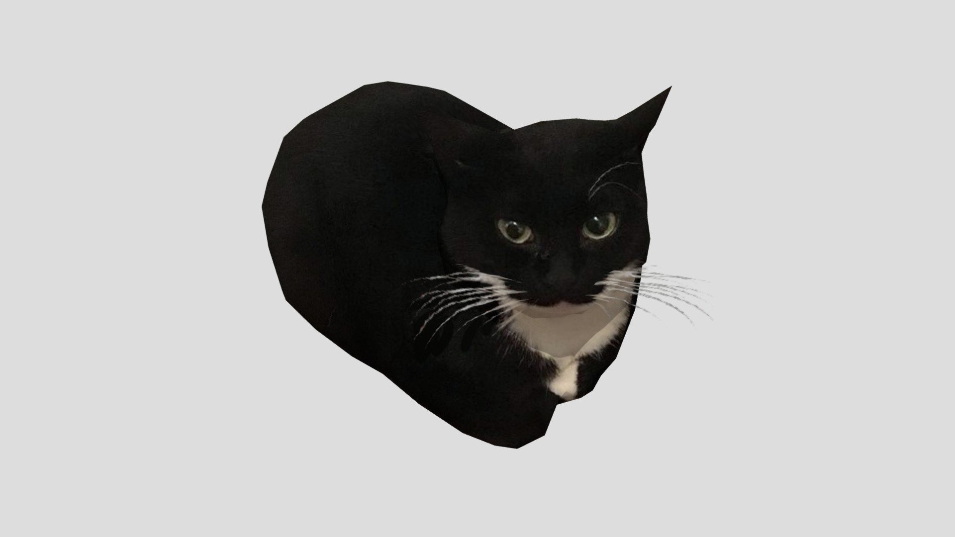 Maxwell the cat