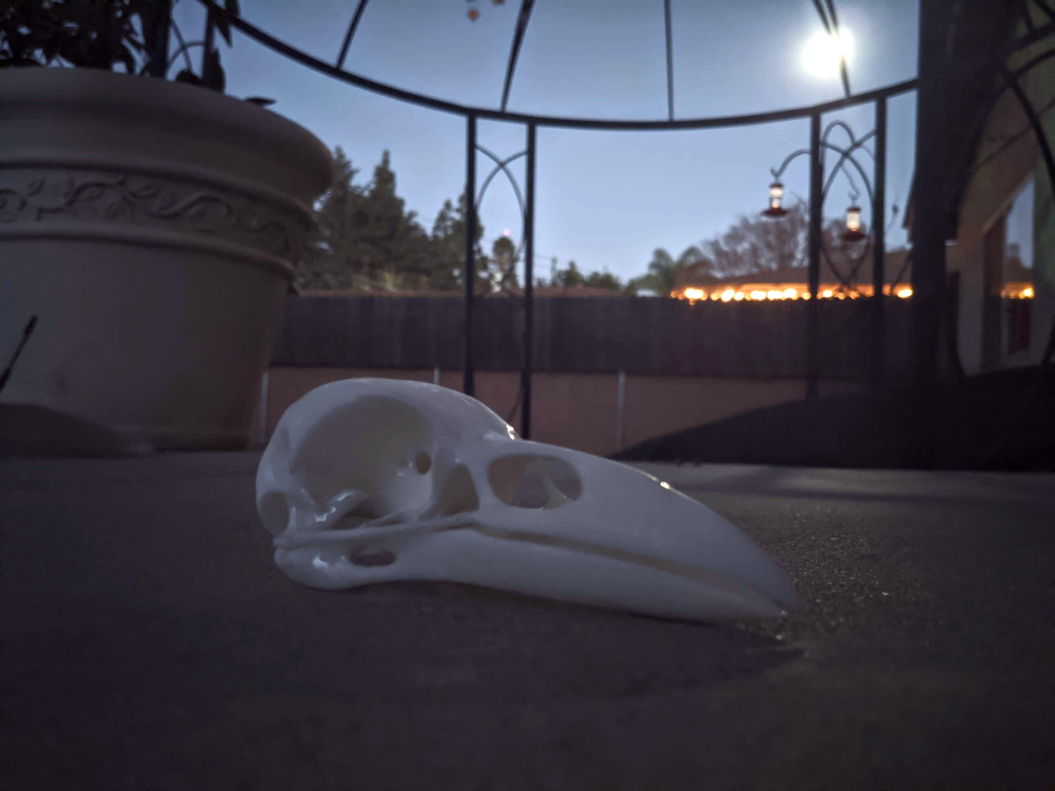 Raven Skull