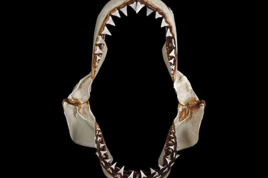 Great White Shark Jaws