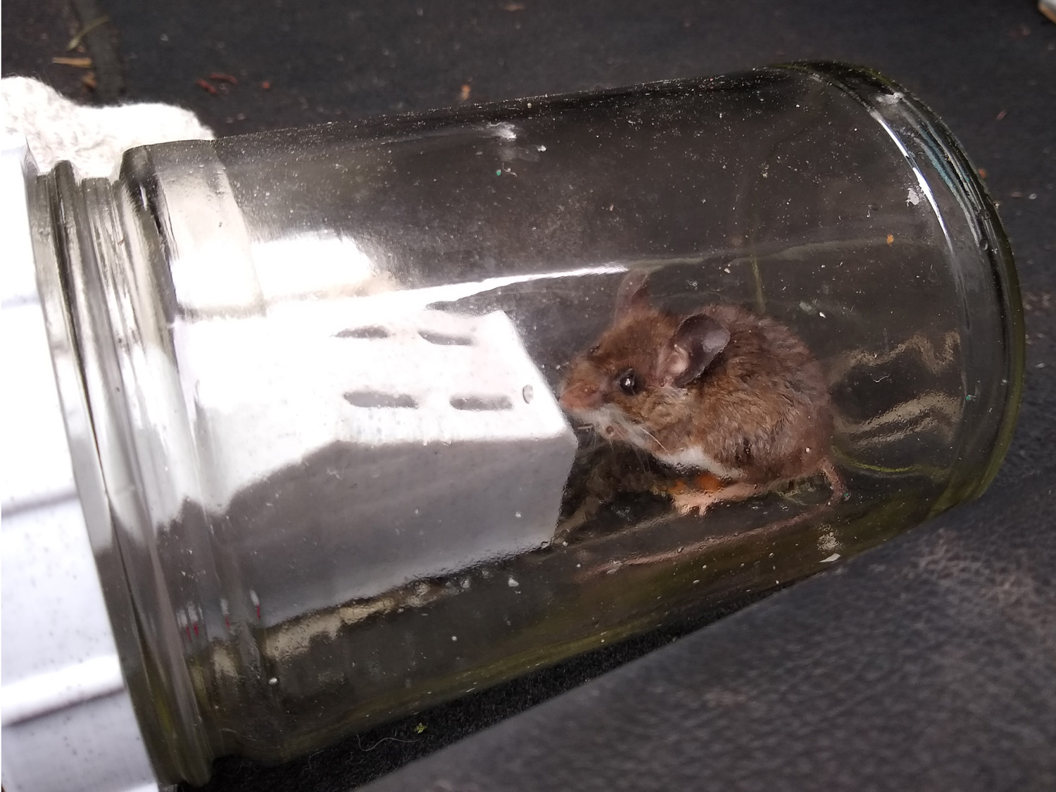 Mason Jar Mouse Trap