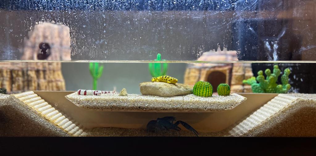 Fish Tank Tunnel