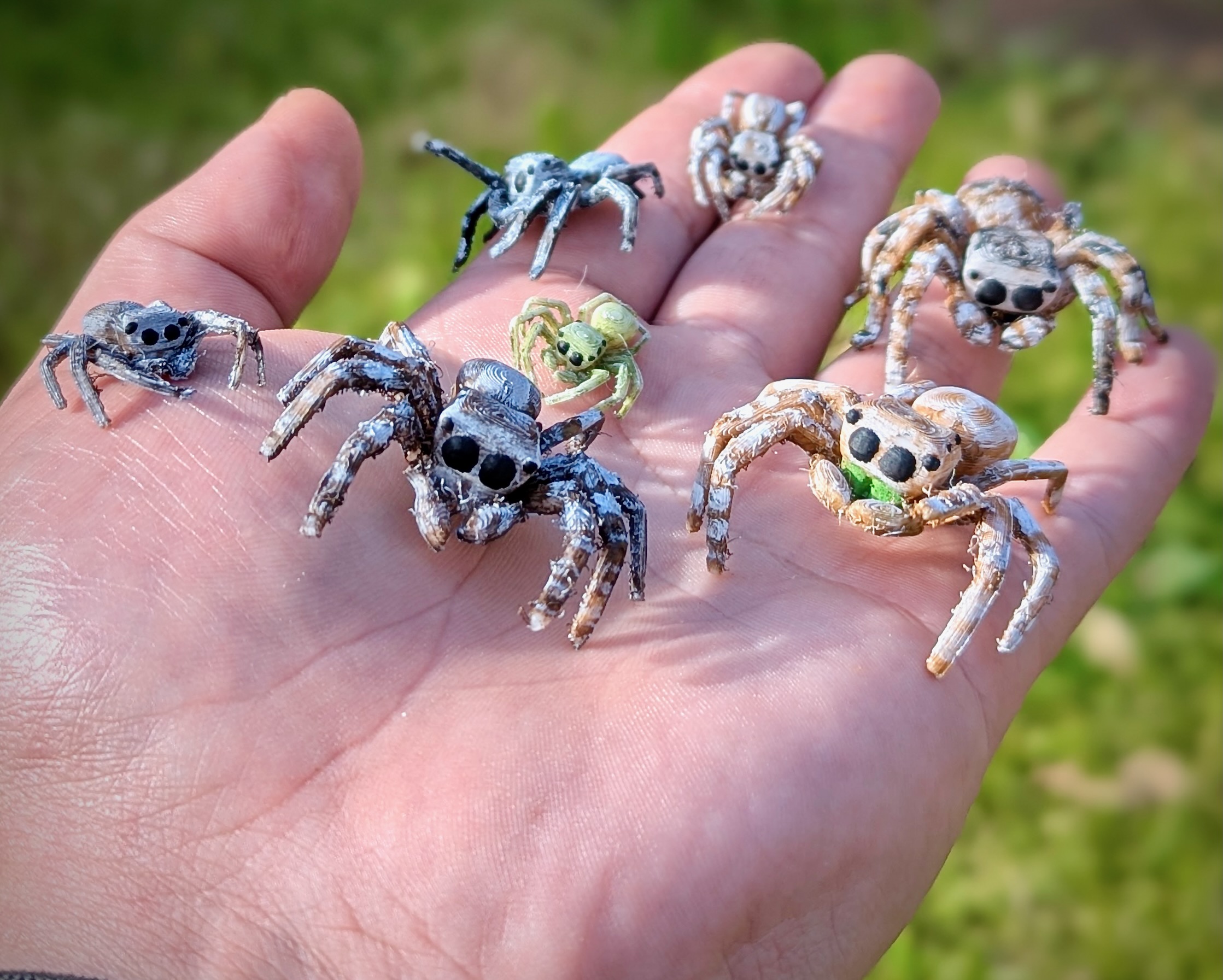 Jumping Spider