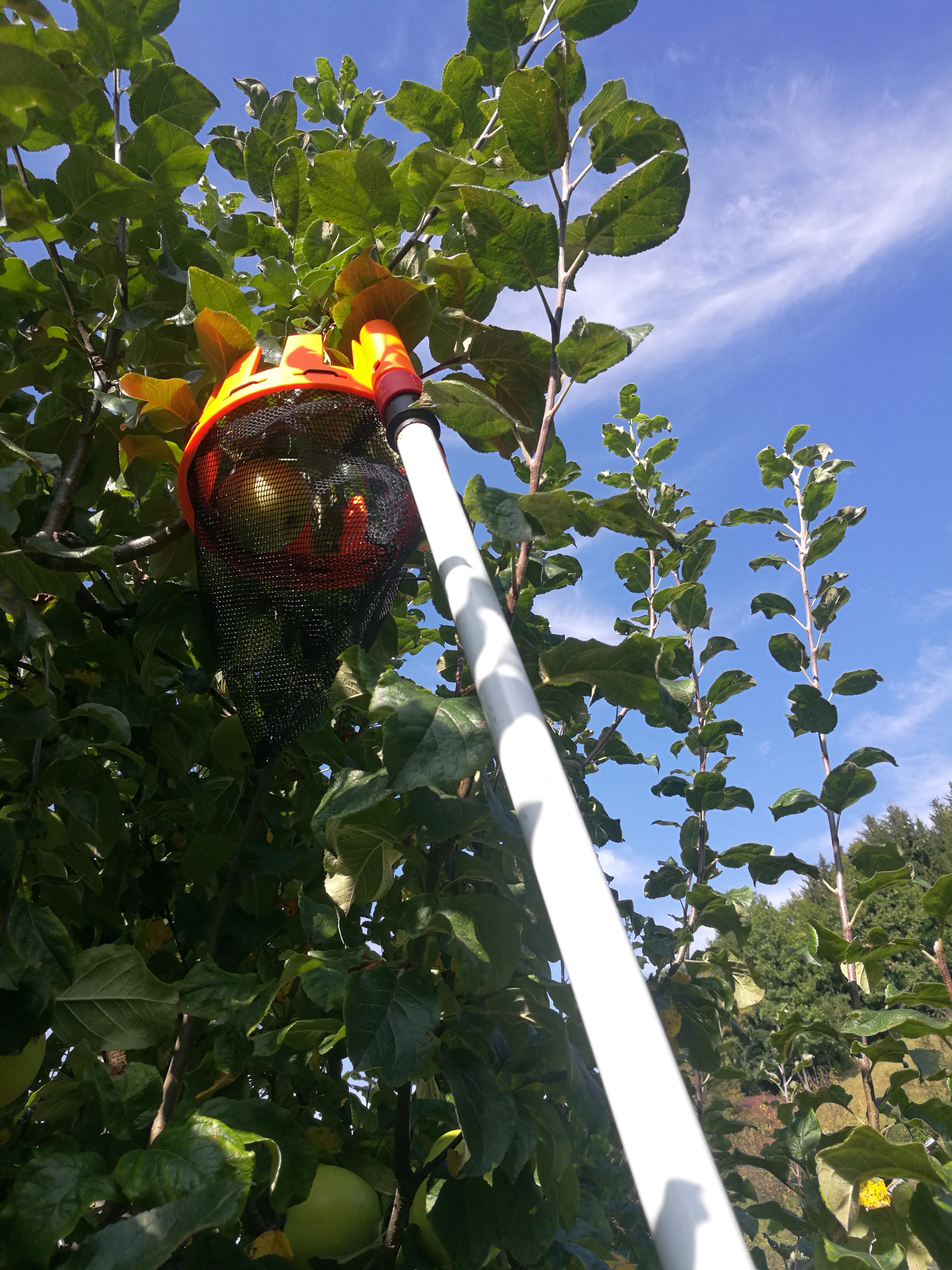 Fruit picker