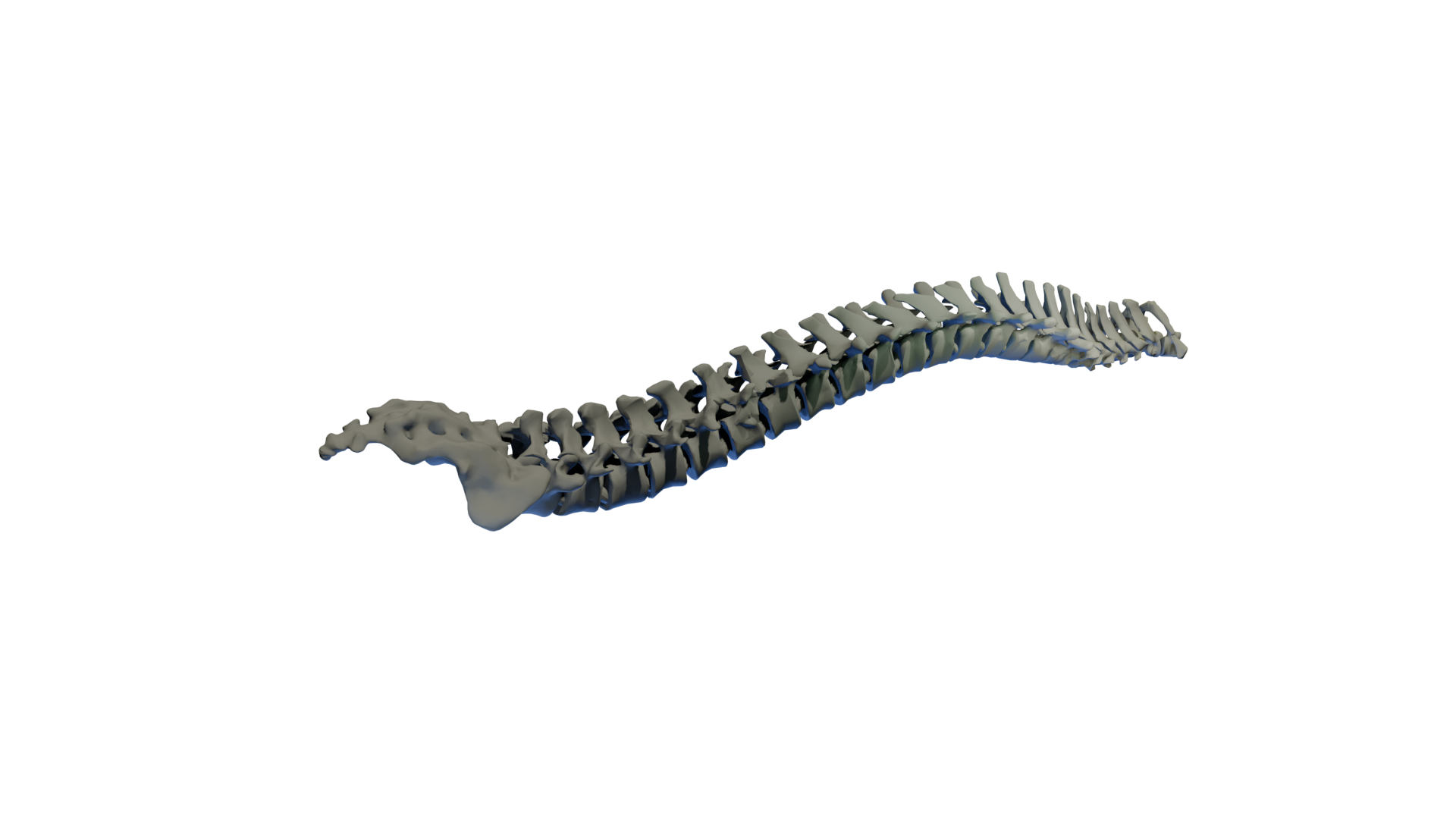Flexi Articulated Spine, Anatomically Correct