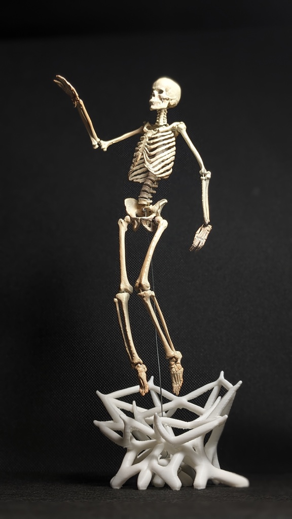 Poseable Human Skeleton Display - 1/10th Scale