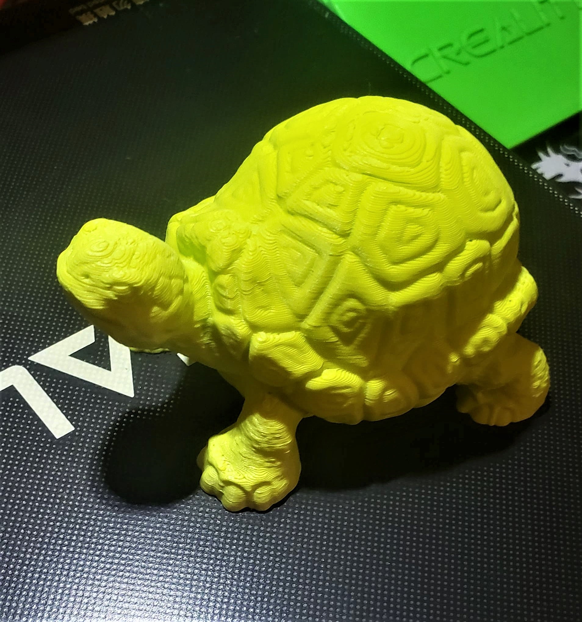 Tortoise