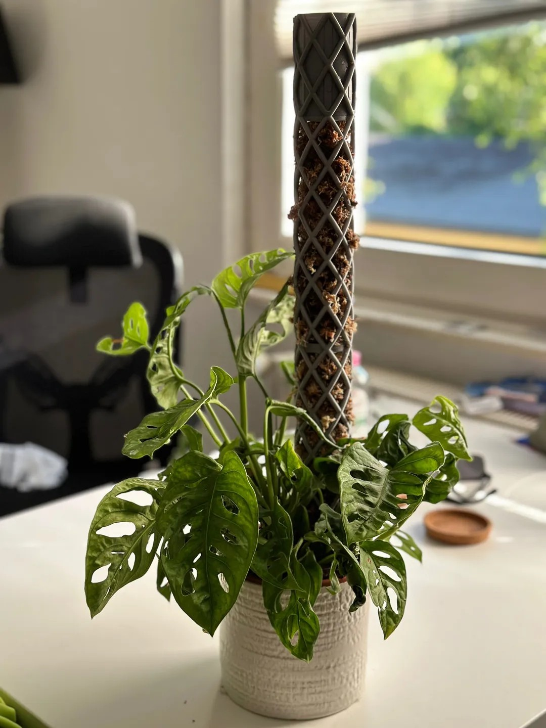 Moos Stab | Moss Pole - self watering