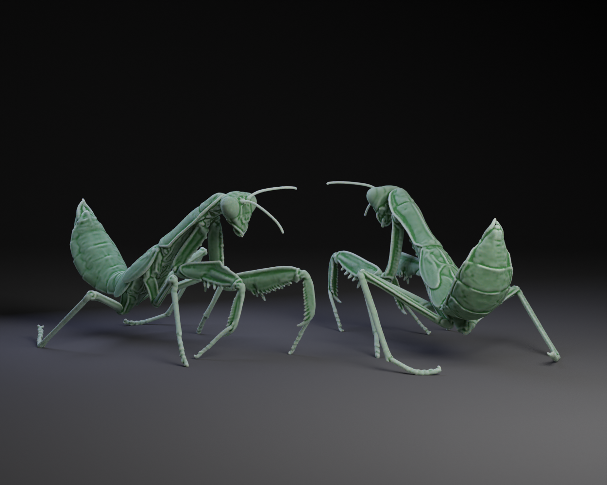 Praying Mantis